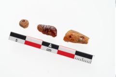 Foto von Bernsteinperle (NHMW-PRAE-048356)